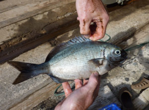 A drummer fish (Kyphosus bigibbus) from Pitcairn's waters (c) Robert Irving
