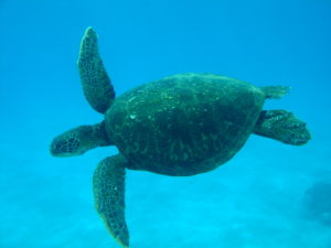 A green turtle swimming in Pitcairn's waters (c) Andrew Christian