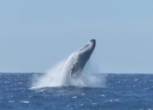 Humpback whale at Henderson (c) Tara Proud/RSPB